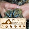 Great Horned Owl talons
